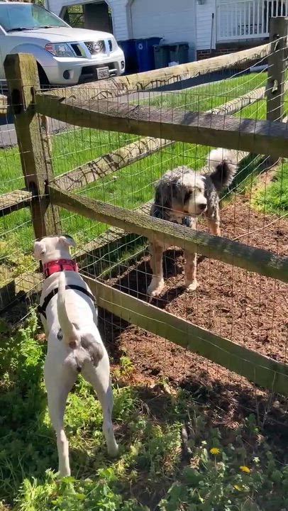 Enlarge Snow White, a Adoptable Pit Bull Terrier in Syracuse, NY video 5/6