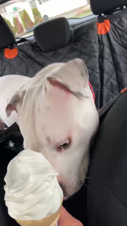 Enlarge Snow White, a Adoptable Pit Bull Terrier in Syracuse, NY video 6/6