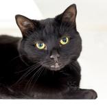 Princess, ADOPTABLE, Adult Female Domestic Short Hair.