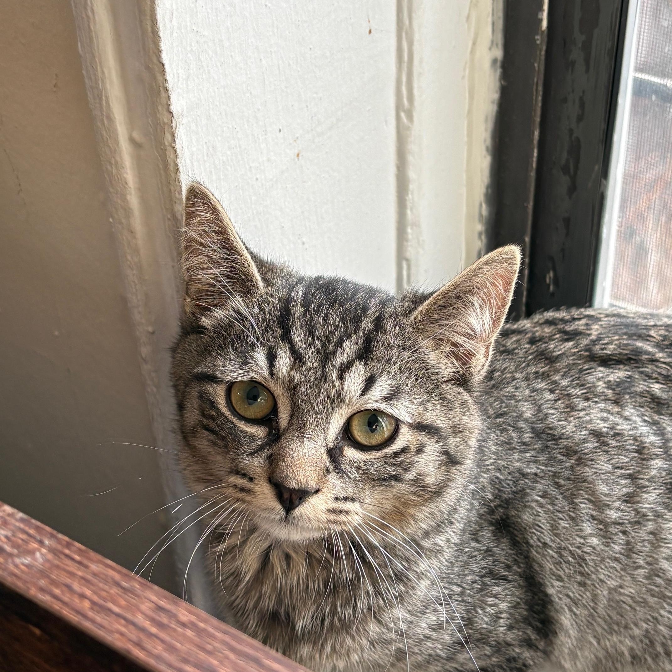 Enlarge Dakota, a ADOPTABLE Domestic Short Hair in Brooklyn, NY image 2/4