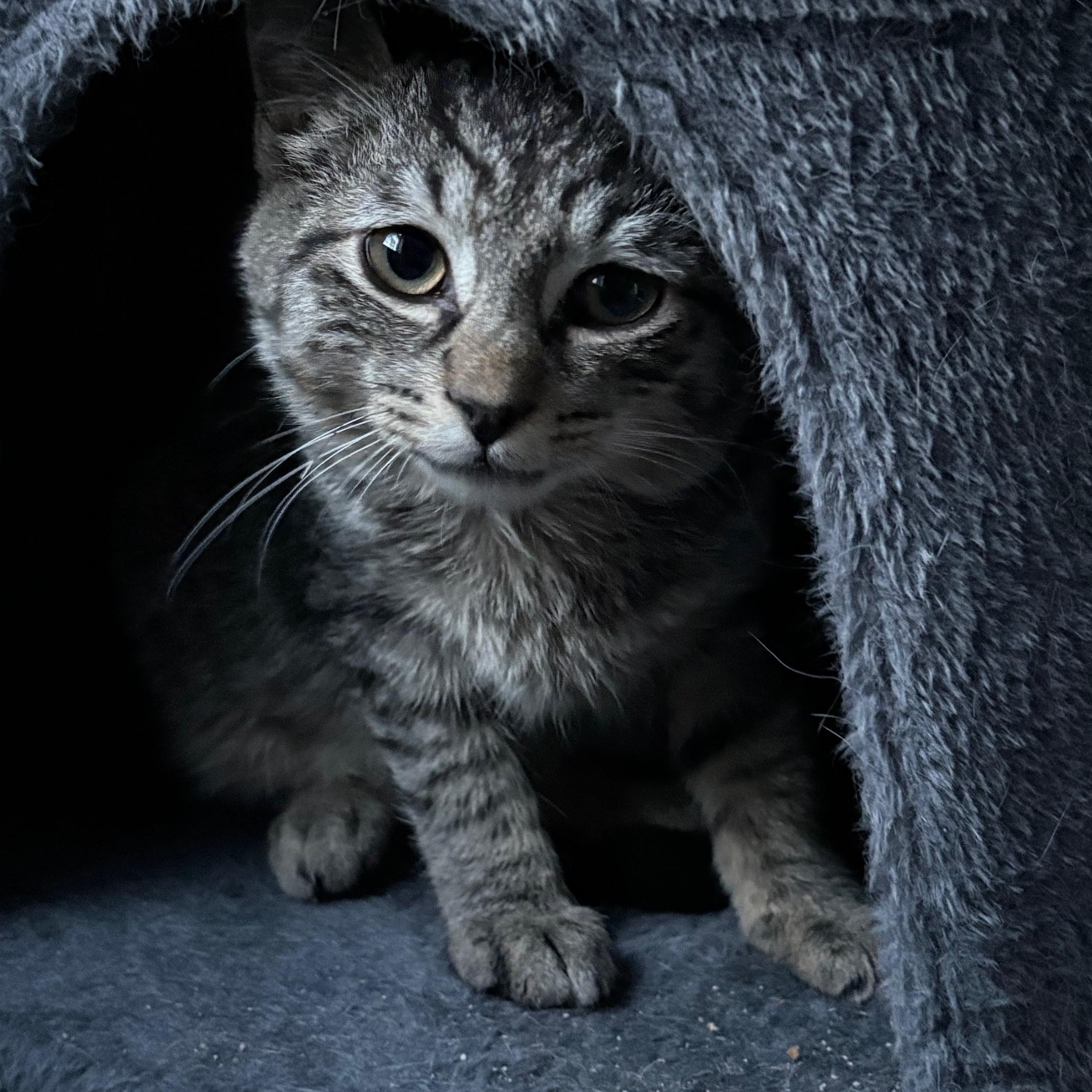 Enlarge Dakota, a ADOPTABLE Domestic Short Hair in Brooklyn, NY image 1/4