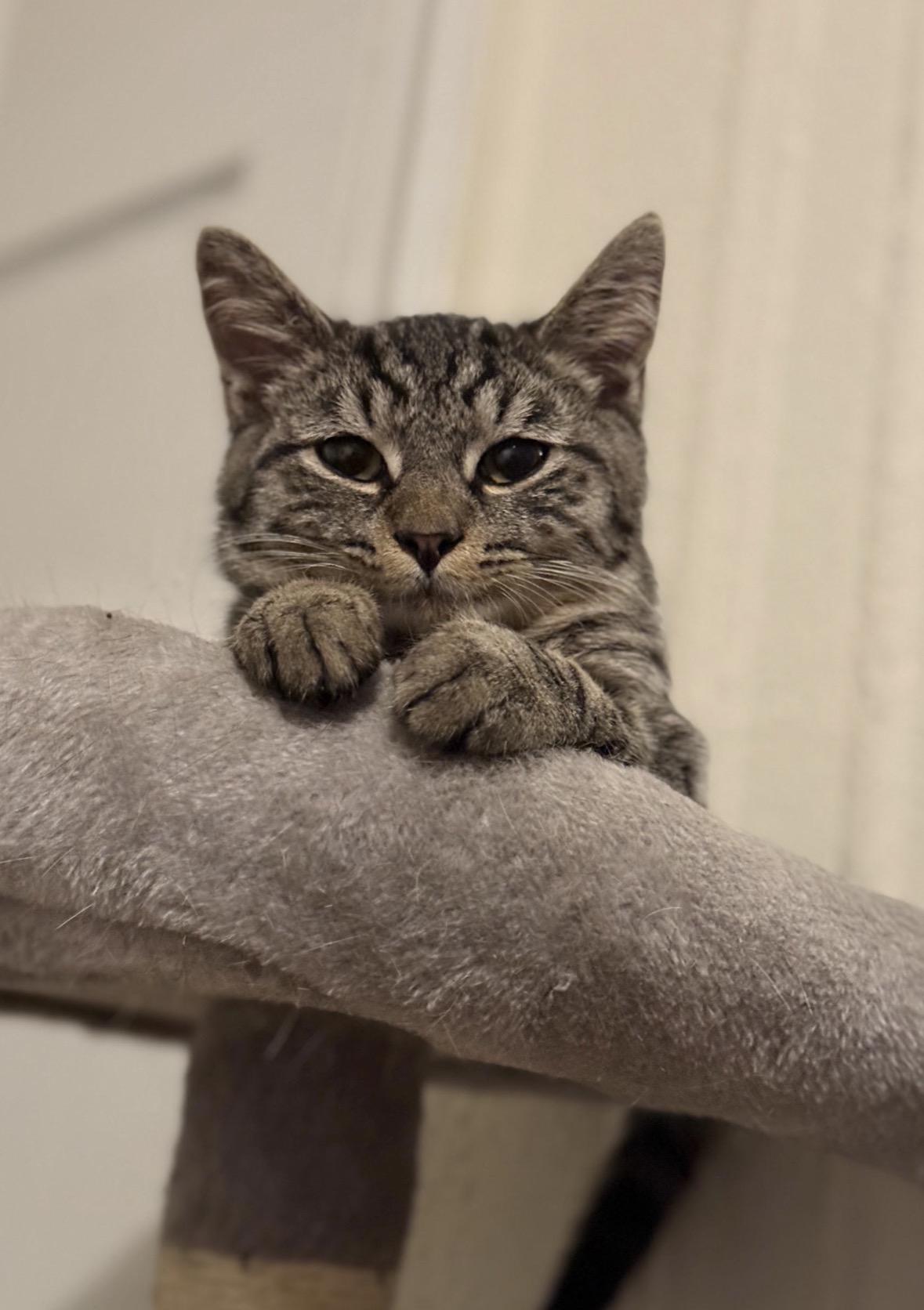 Enlarge Dakota, a ADOPTABLE Domestic Short Hair in Brooklyn, NY image 3/5