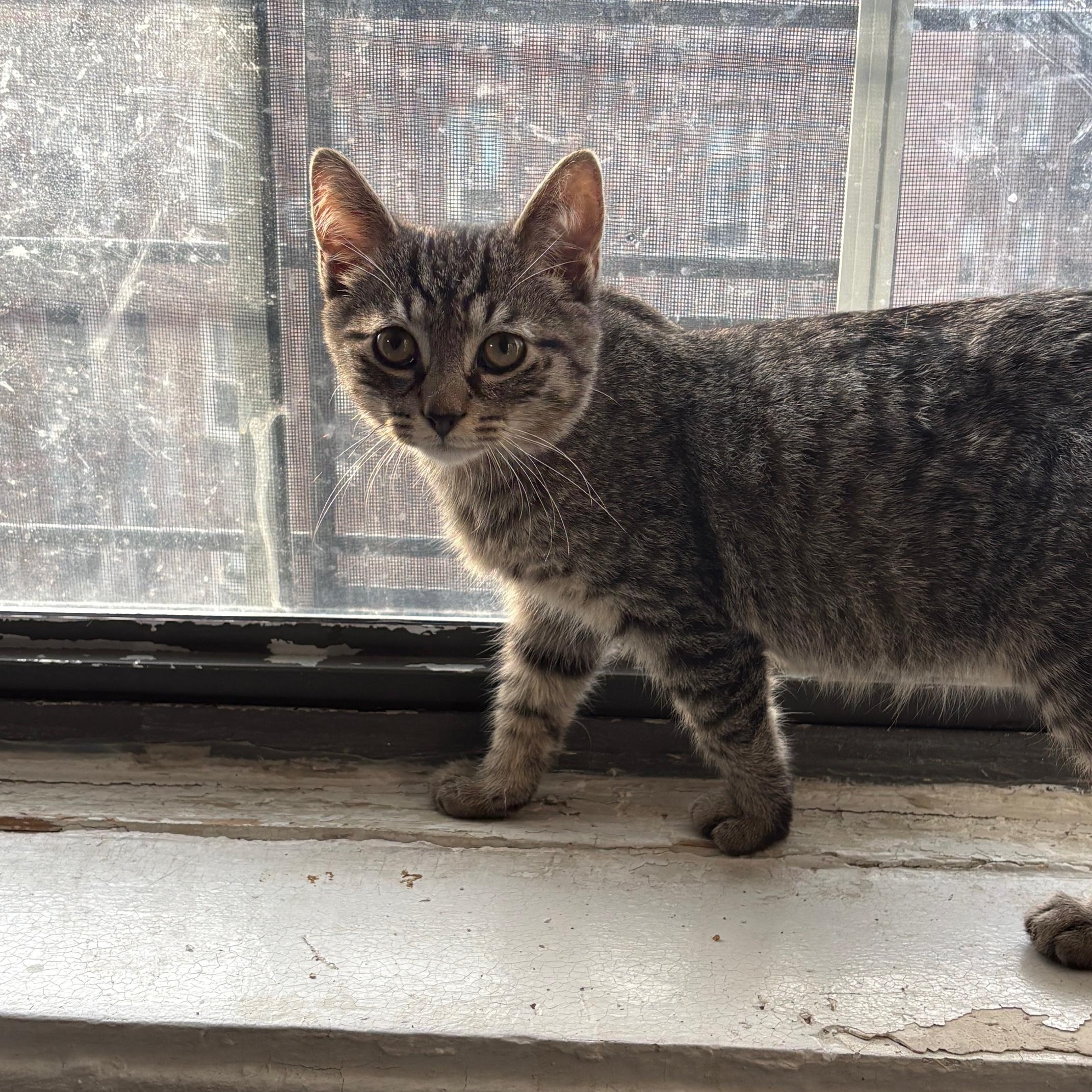 Enlarge Dakota, a ADOPTABLE Domestic Short Hair in Brooklyn, NY image 3/4