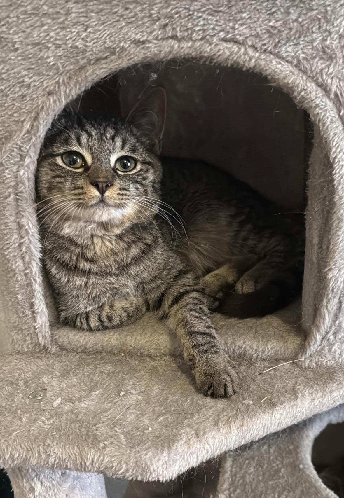 Enlarge Dakota, a ADOPTABLE Domestic Short Hair in Brooklyn, NY image 4/5