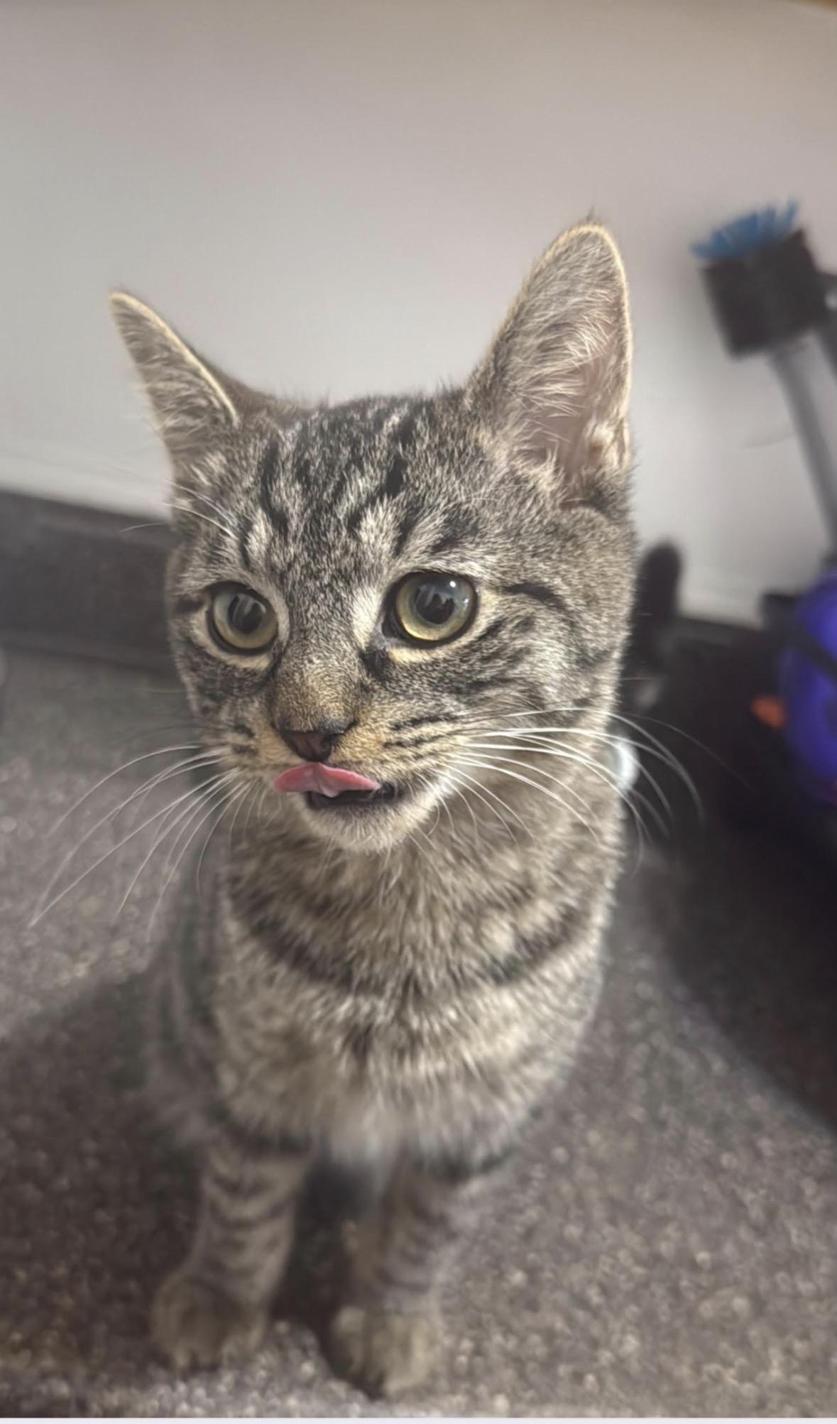 Enlarge Dakota, a ADOPTABLE Domestic Short Hair in Brooklyn, NY image 2/5