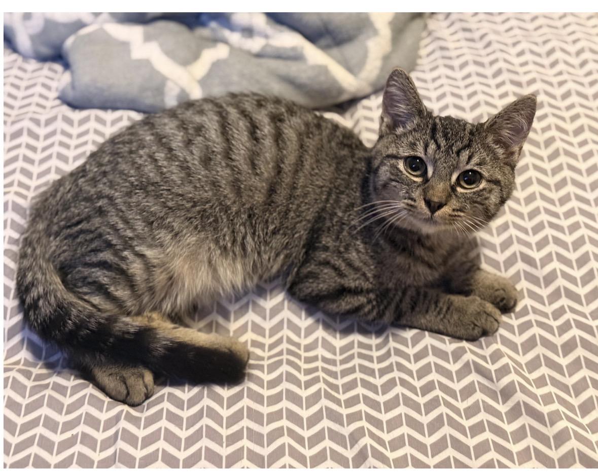 Enlarge Dakota, a ADOPTABLE Domestic Short Hair in Brooklyn, NY image 5/5