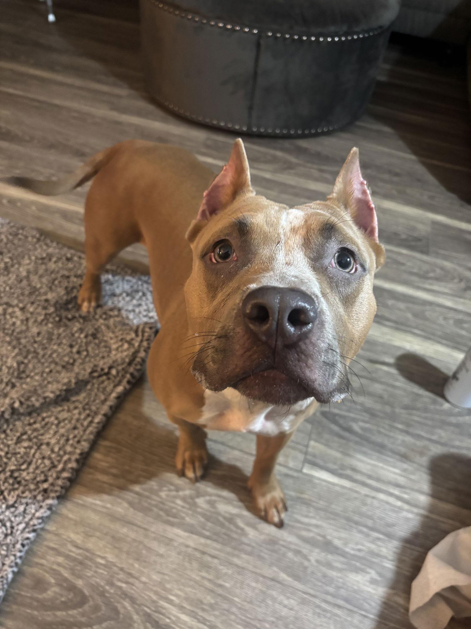 Blue 2, Adopted, Young Female Pit Bull Terrier.