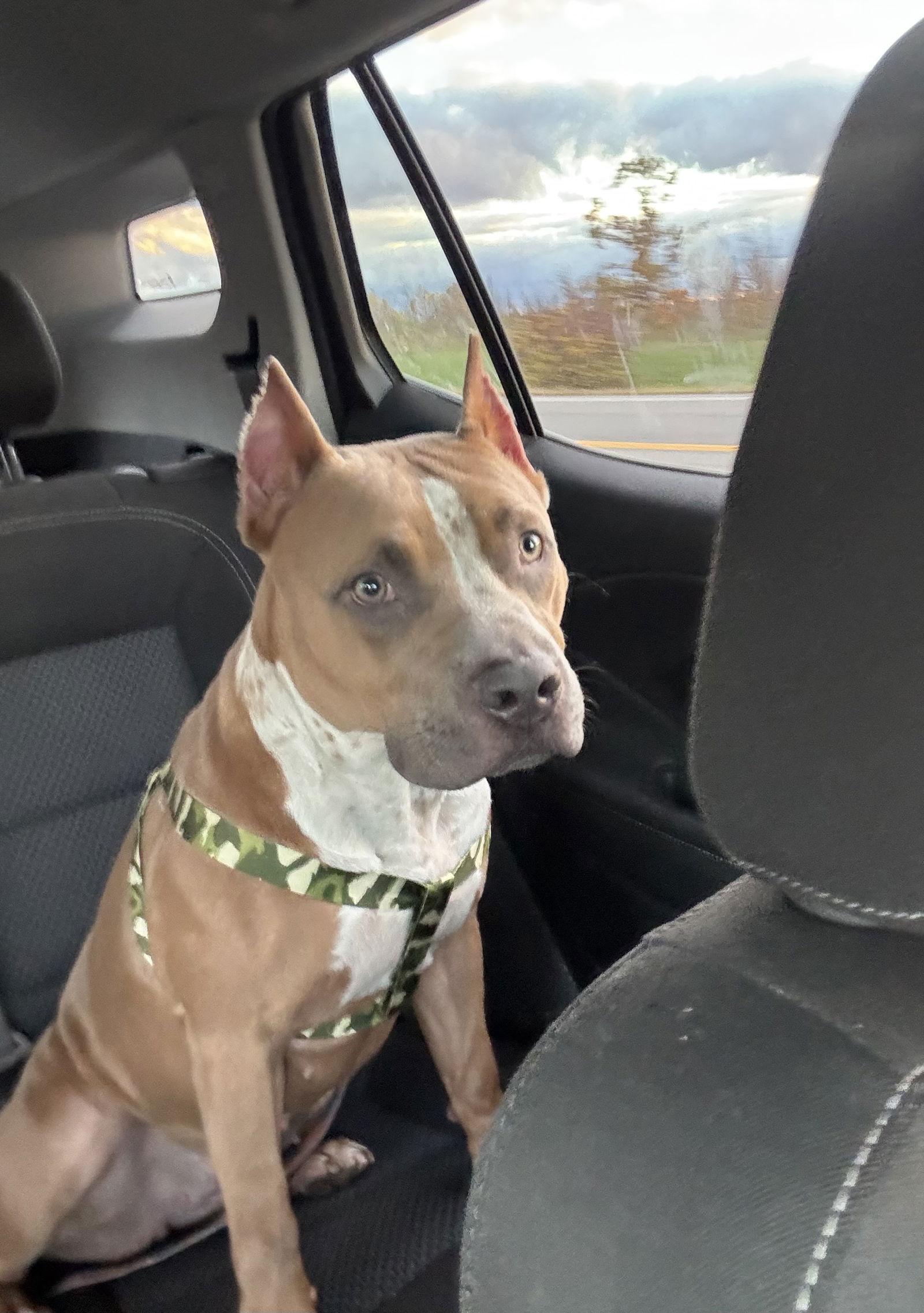 Enlarge Blue 2, a Adopted Pit Bull Terrier in Lockport, NY image 2/3