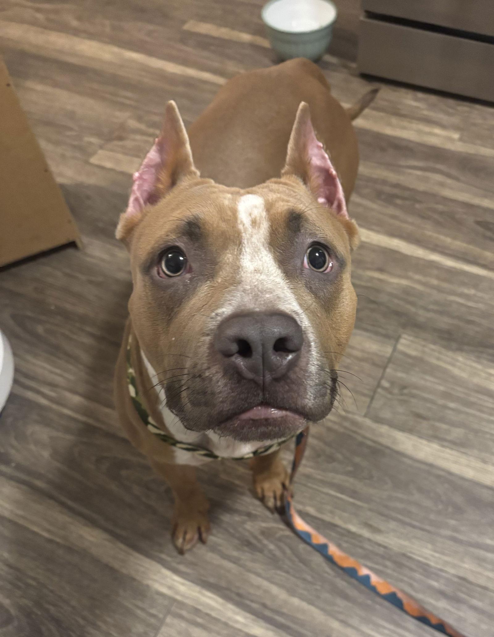 Enlarge Blue 2, a Adopted Pit Bull Terrier in Lockport, NY image 3/3