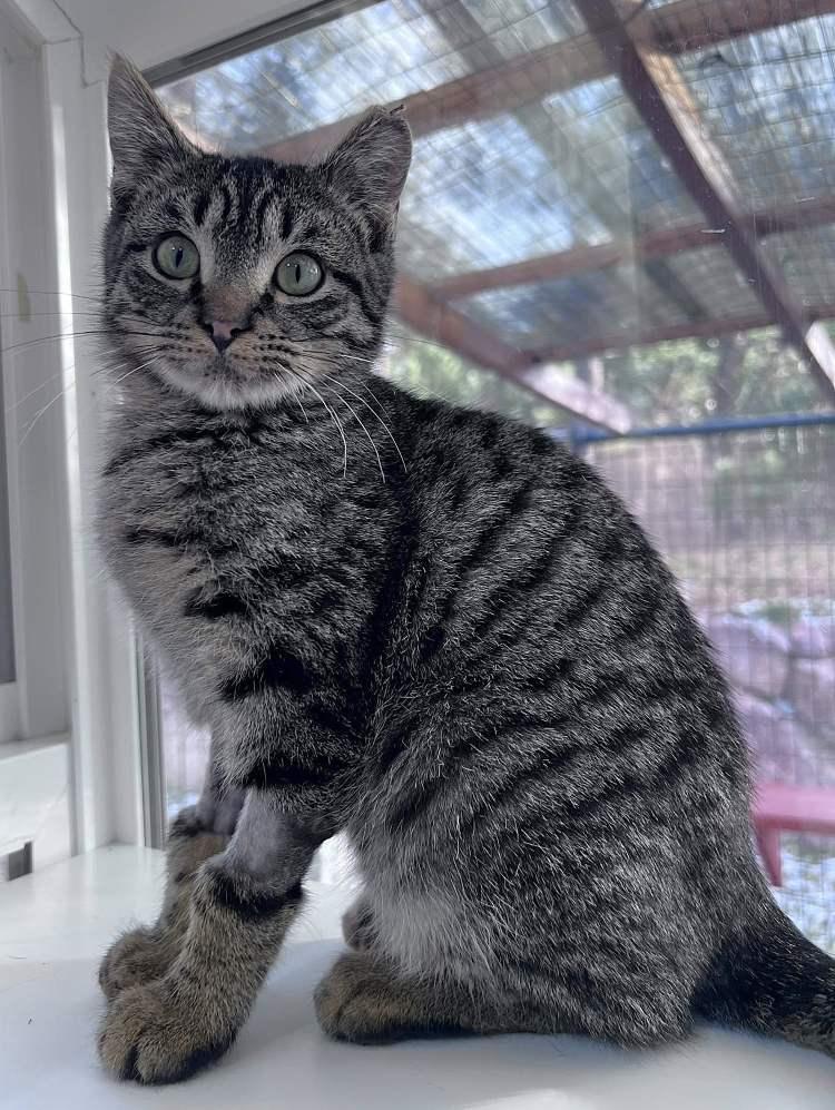Enlarge Vullaby, a Adoptable Domestic Short Hair in Colorado Springs, CO image 1/1