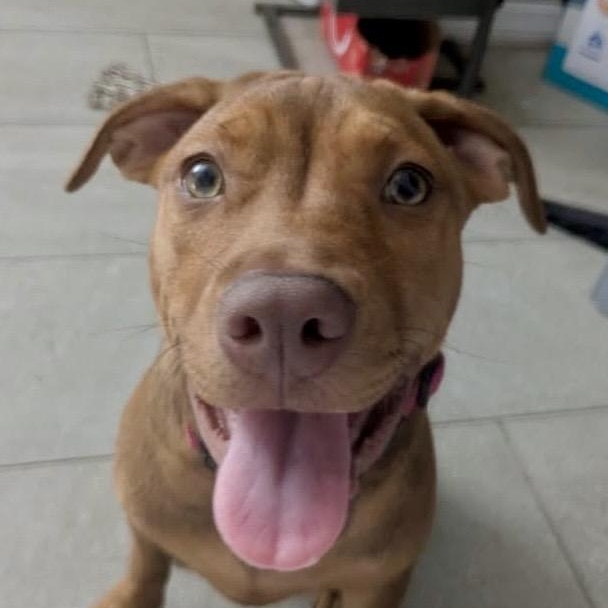 Enlarge MAPLE, a Adoptable mixed breed in Largo, FL image 2/6