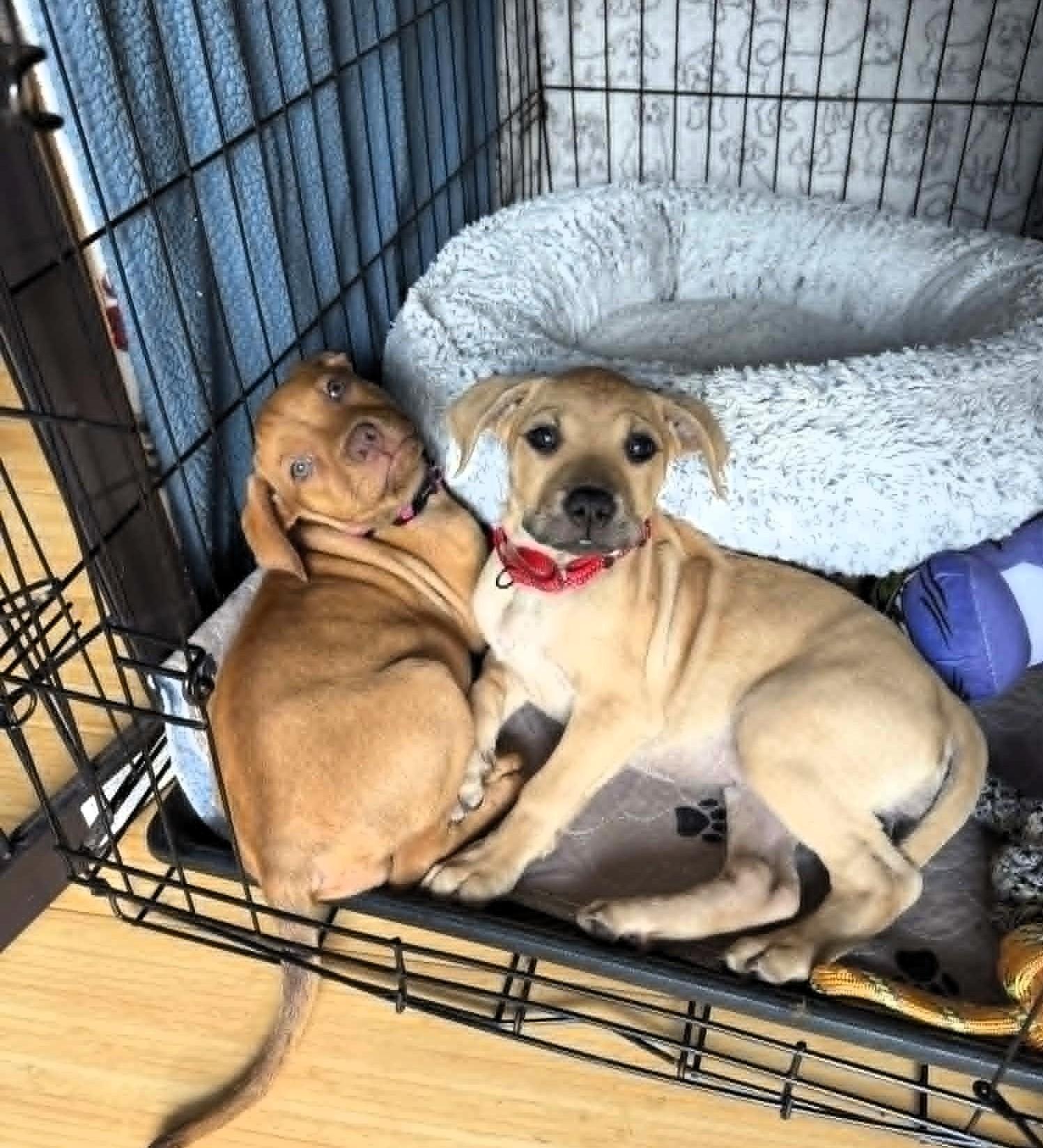 Enlarge MAPLE, a Adoptable mixed breed in Largo, FL image 6/6