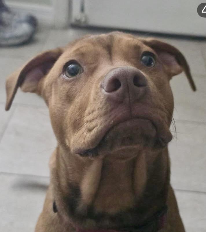 Enlarge MAPLE, a Adoptable mixed breed in Largo, FL image 5/6