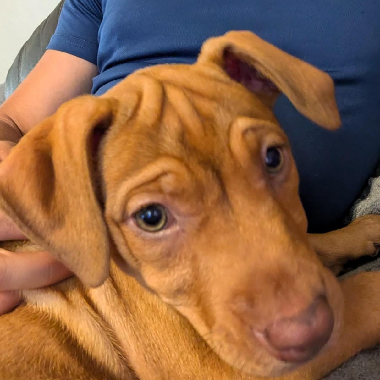 Enlarge MAPLE, a Adoptable mixed breed in Largo, FL image 3/6