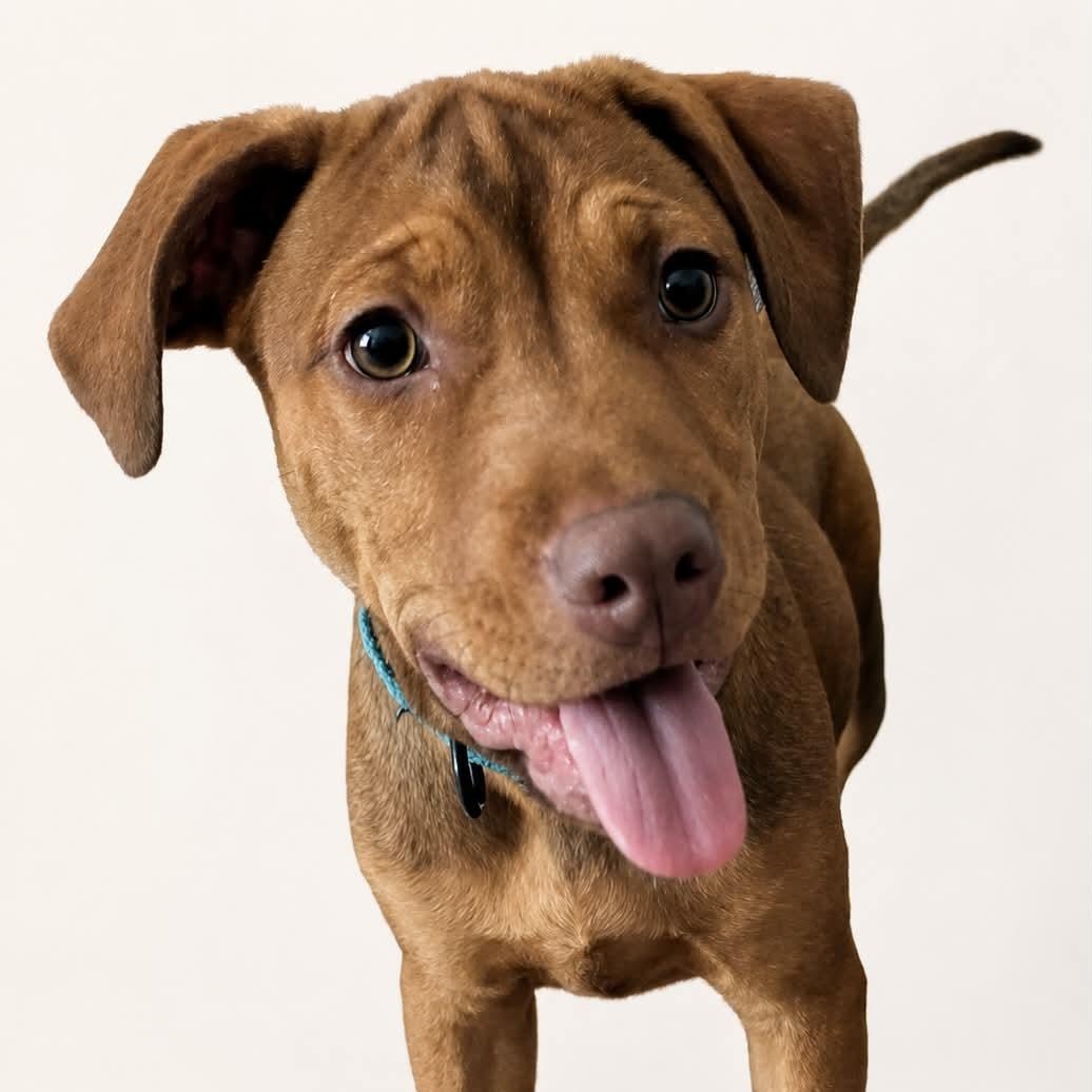 Enlarge MAPLE, a Adoptable mixed breed in Largo, FL image 1/6