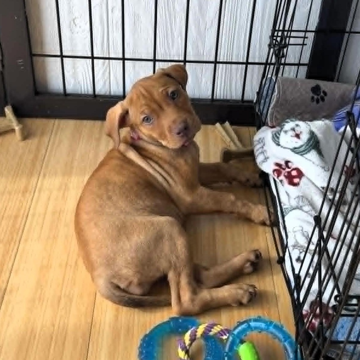 Enlarge MAPLE, a Adoptable mixed breed in Largo, FL image 4/6