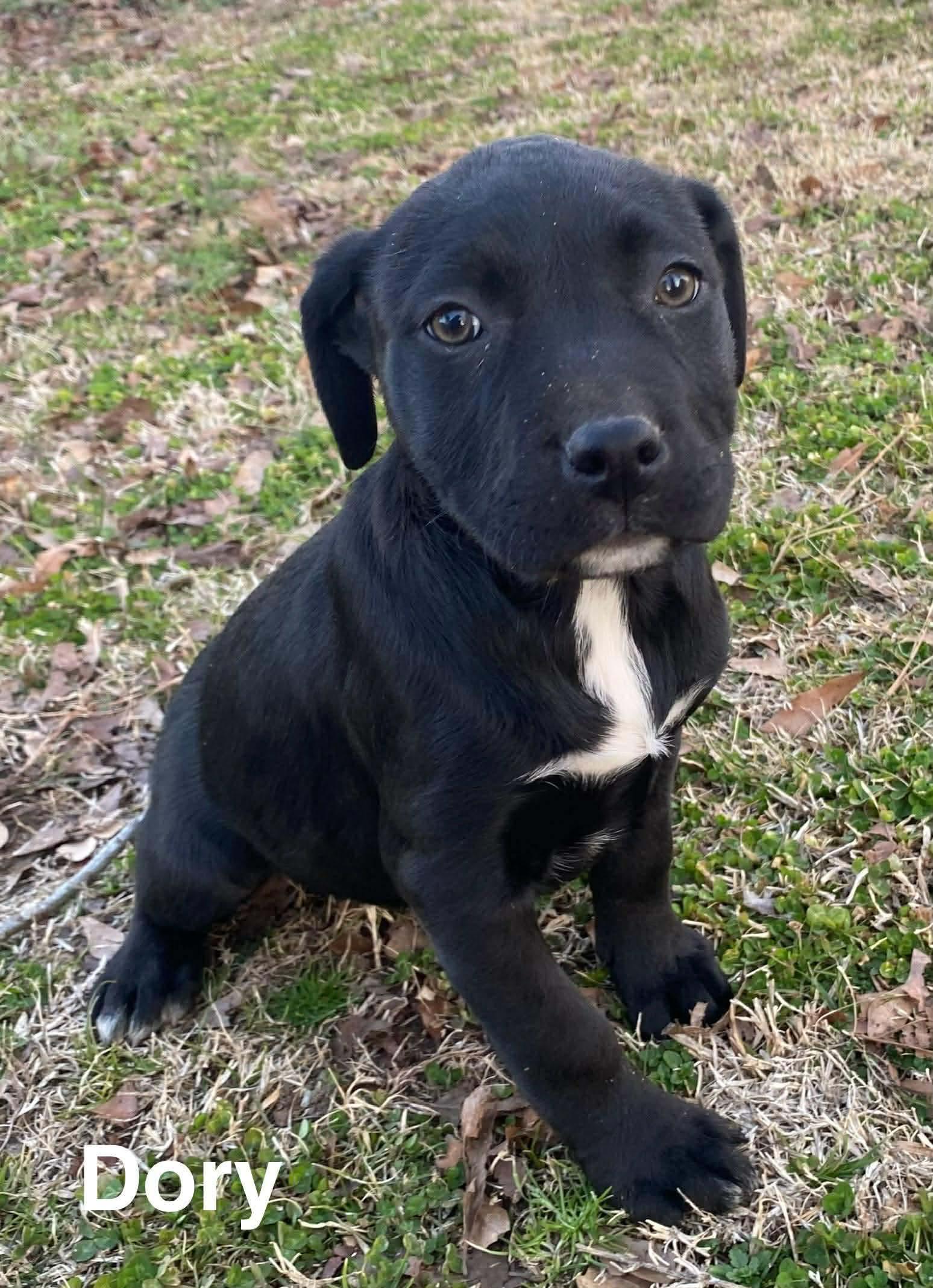 Dory, adoptable, Puppy Female Labrador Retriever & American Bully.