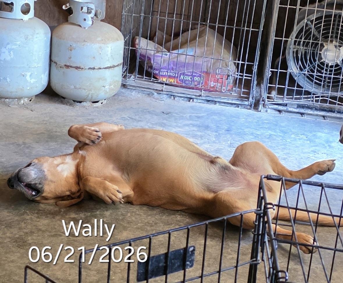 Wally, a ADOPTABLE mixed breed in Warren, RI image 2/6