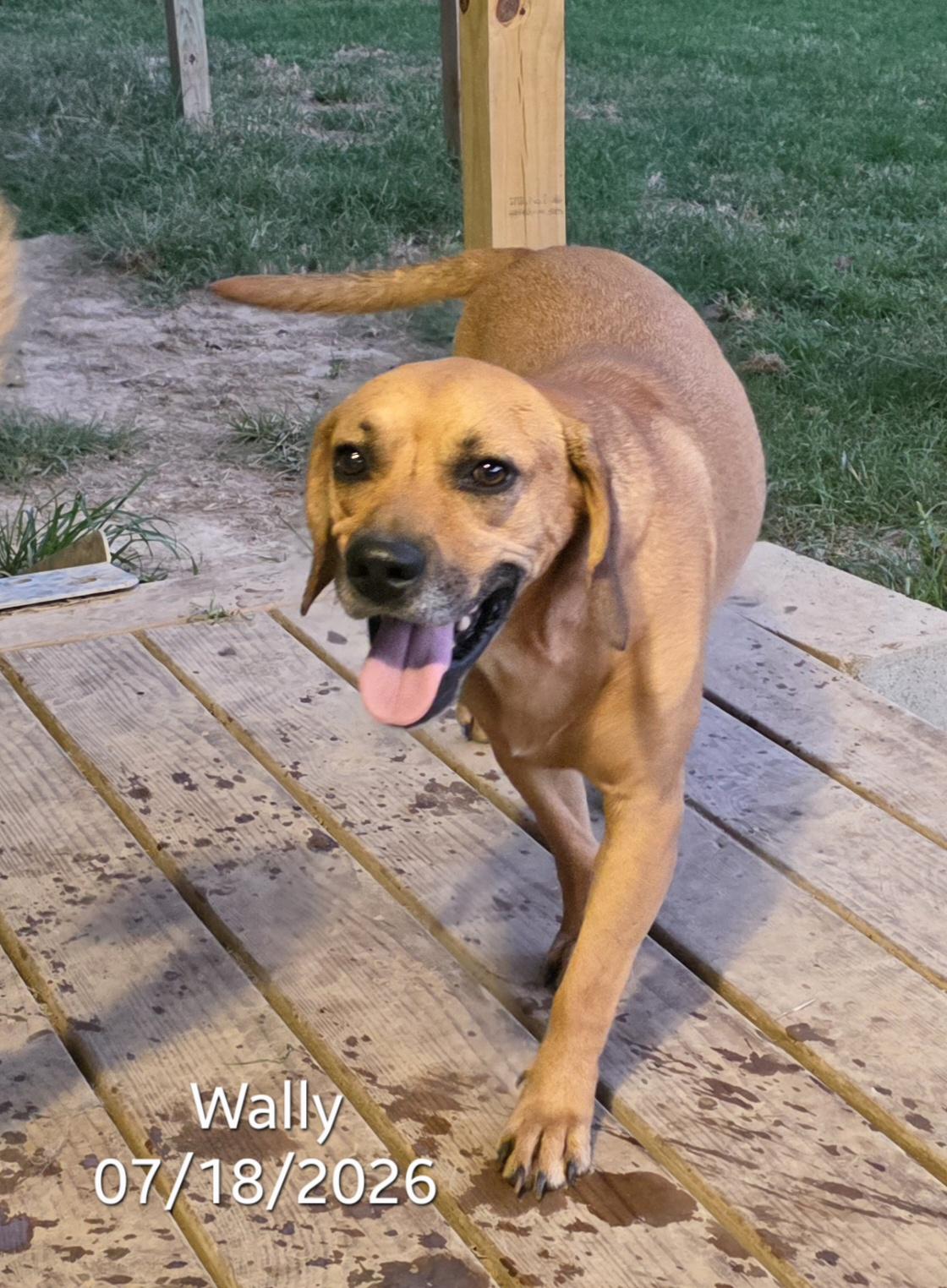 Wally, ADOPTABLE, Young Male Beagle & Plott Hound.