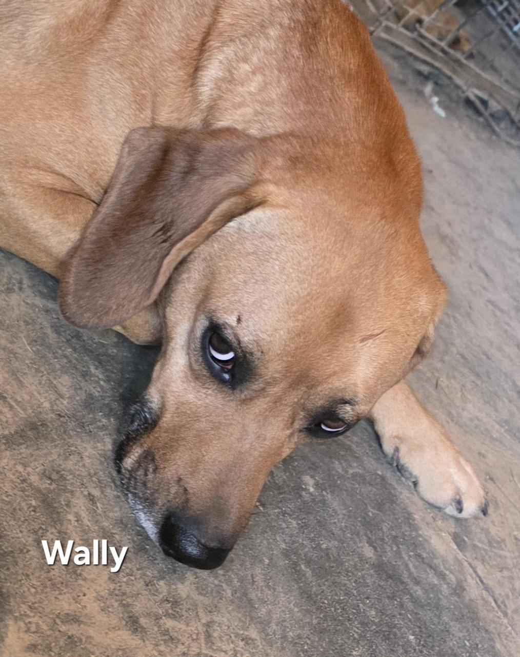 Enlarge Wally, a ADOPTABLE mixed breed in Warren, RI image 4/6