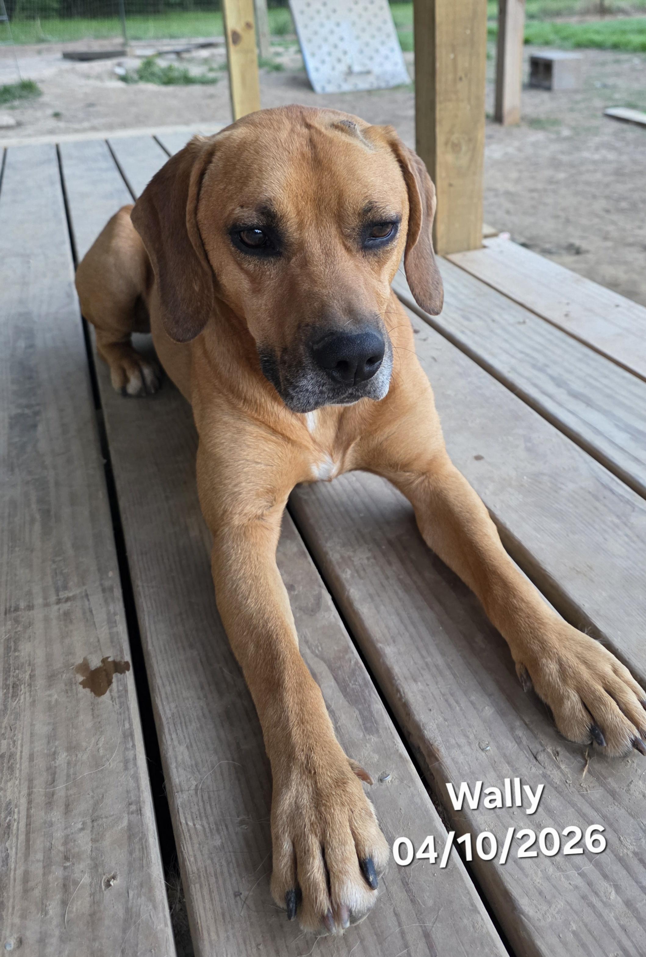 Enlarge Wally, a ADOPTABLE mixed breed in Warren, RI image 1/6
