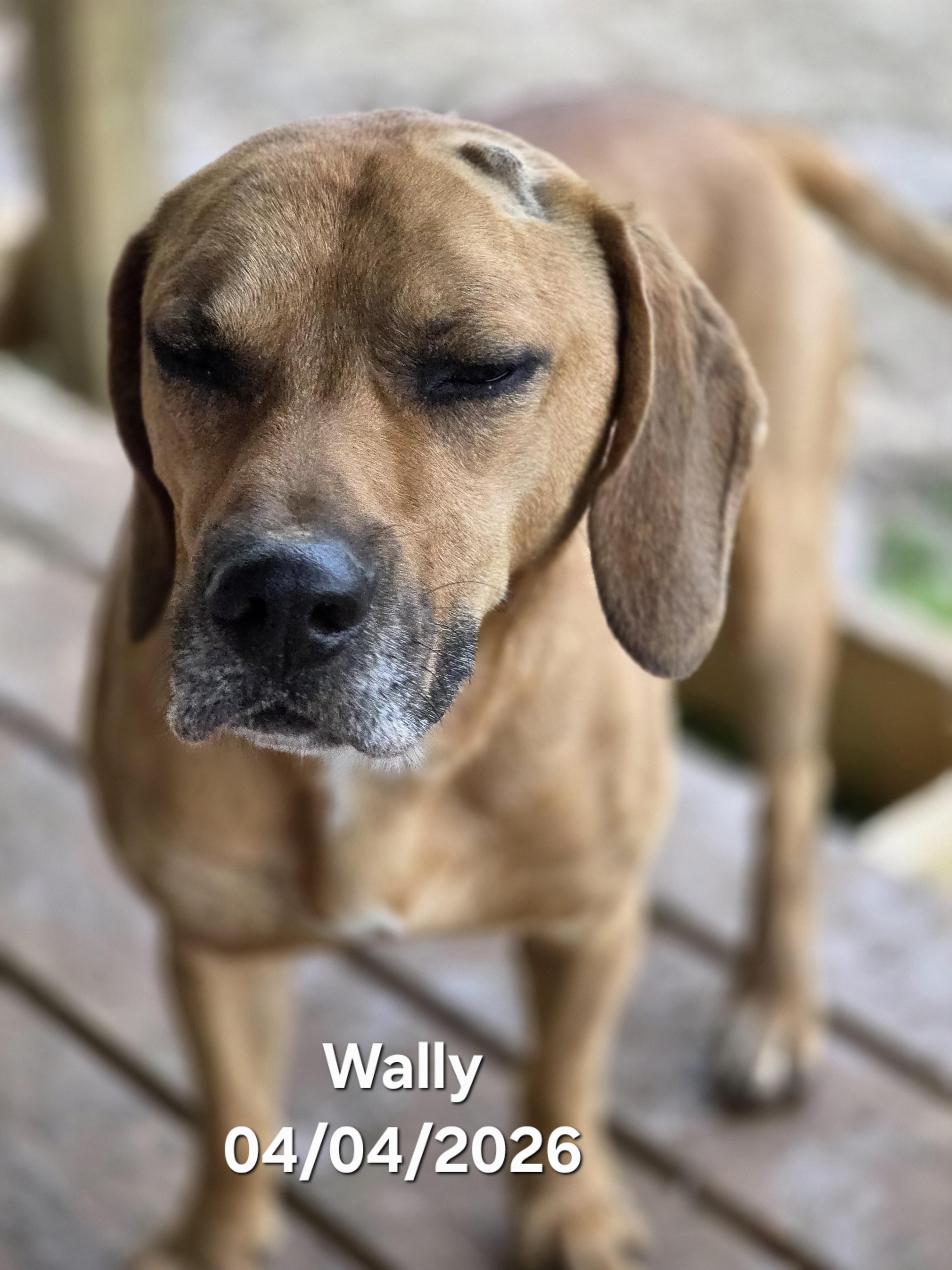Enlarge Wally, a ADOPTABLE mixed breed in Warren, RI image 6/6