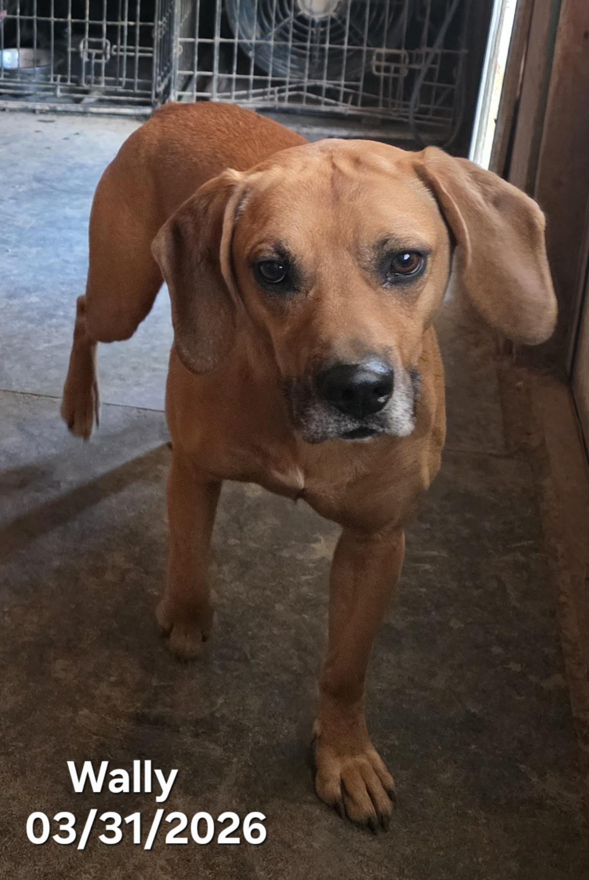 Enlarge Wally, a ADOPTABLE mixed breed in Warren, RI image 5/6