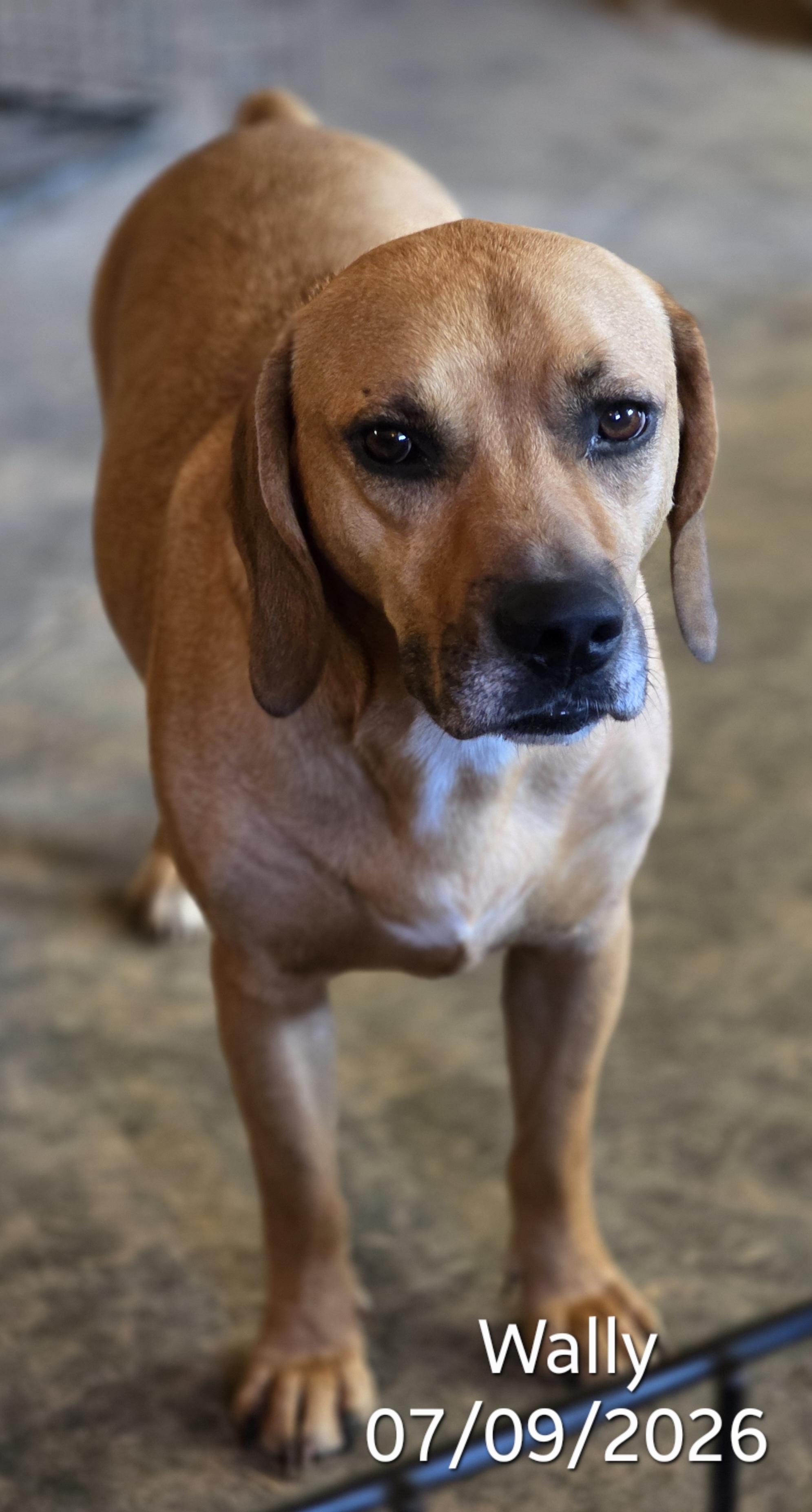 Wally, a ADOPTABLE mixed breed in Warren, RI image 4/6