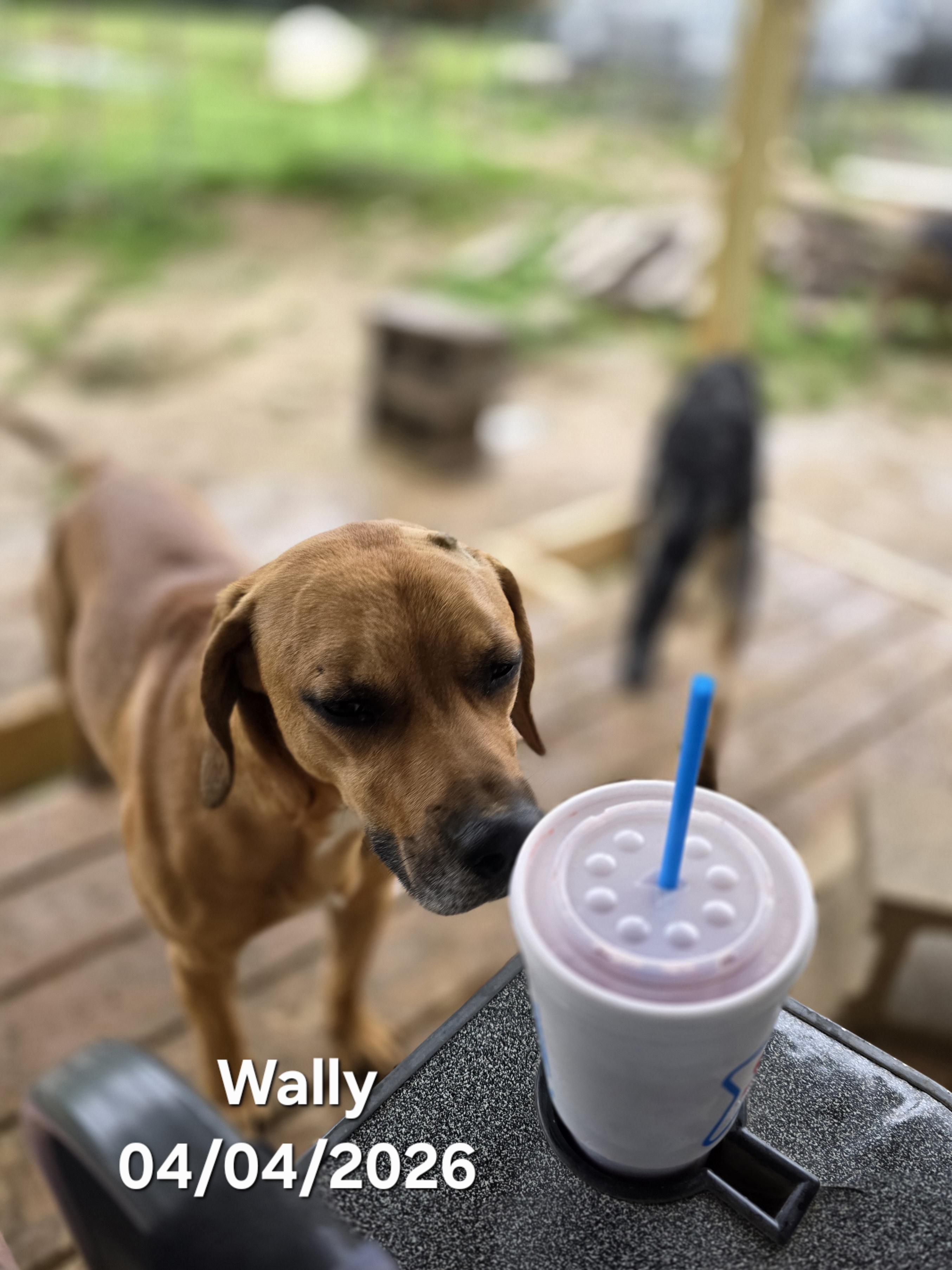 Enlarge Wally, a ADOPTABLE mixed breed in Warren, RI image 2/6