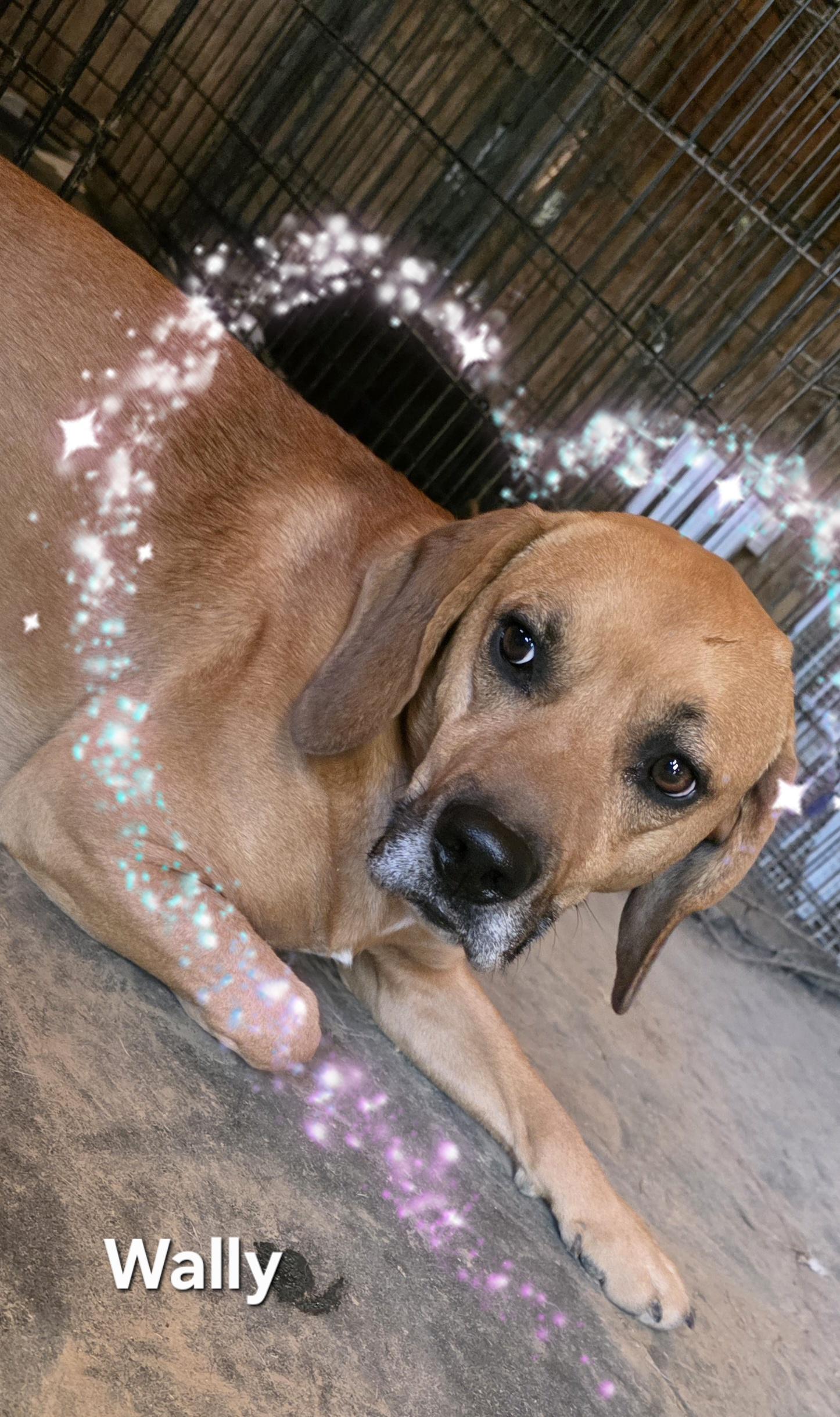 Enlarge Wally, a ADOPTABLE mixed breed in Warren, RI image 3/6