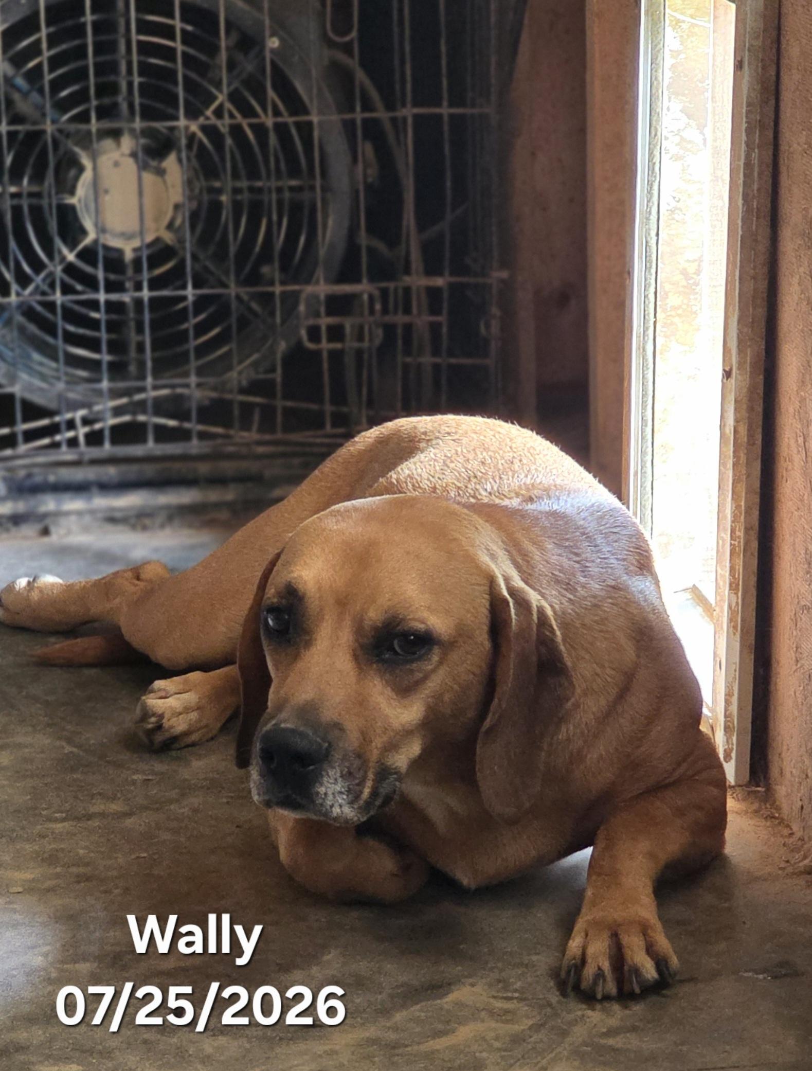 Wally, a ADOPTABLE mixed breed in Warren, RI image 6/6