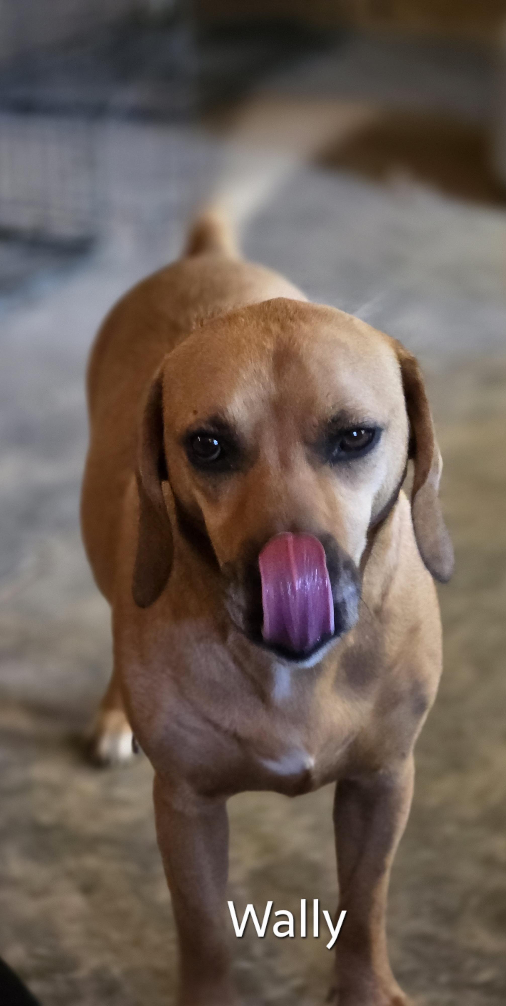 Wally, a ADOPTABLE mixed breed in Warren, RI image 5/6