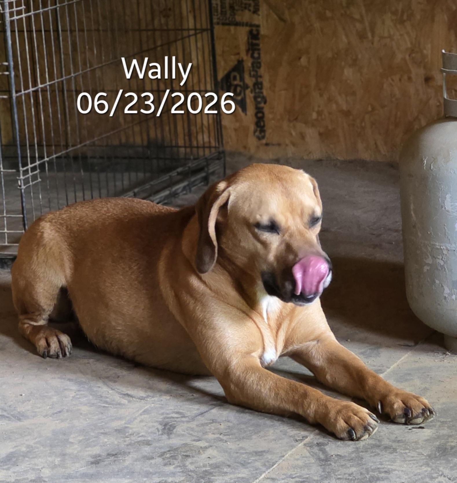 Wally, a ADOPTABLE mixed breed in Warren, RI image 3/6