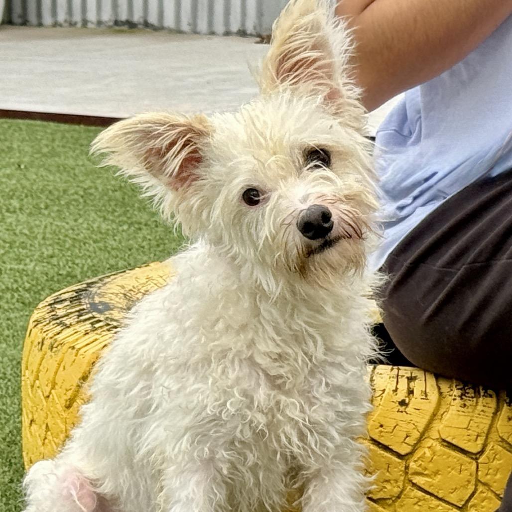 Enlarge Sinker - terrier poodle mix cutie, a Adopted mixed breed in San Antonio, TX image 4/5