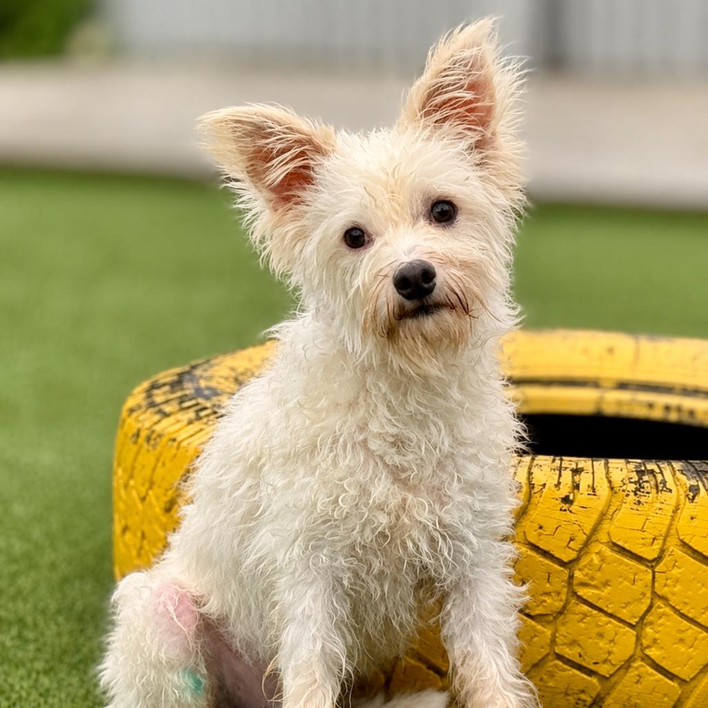 Enlarge Sinker - terrier poodle mix cutie, a Adopted mixed breed in San Antonio, TX image 5/5