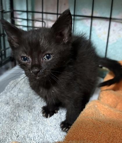 Enlarge Stormy, a Adoptable mixed breed in Paducah, KY image 1/1