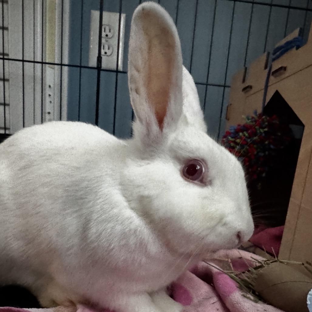 Enlarge Desert Rose, a Adoptable Dutch in Cream Ridge, NJ image 4/4