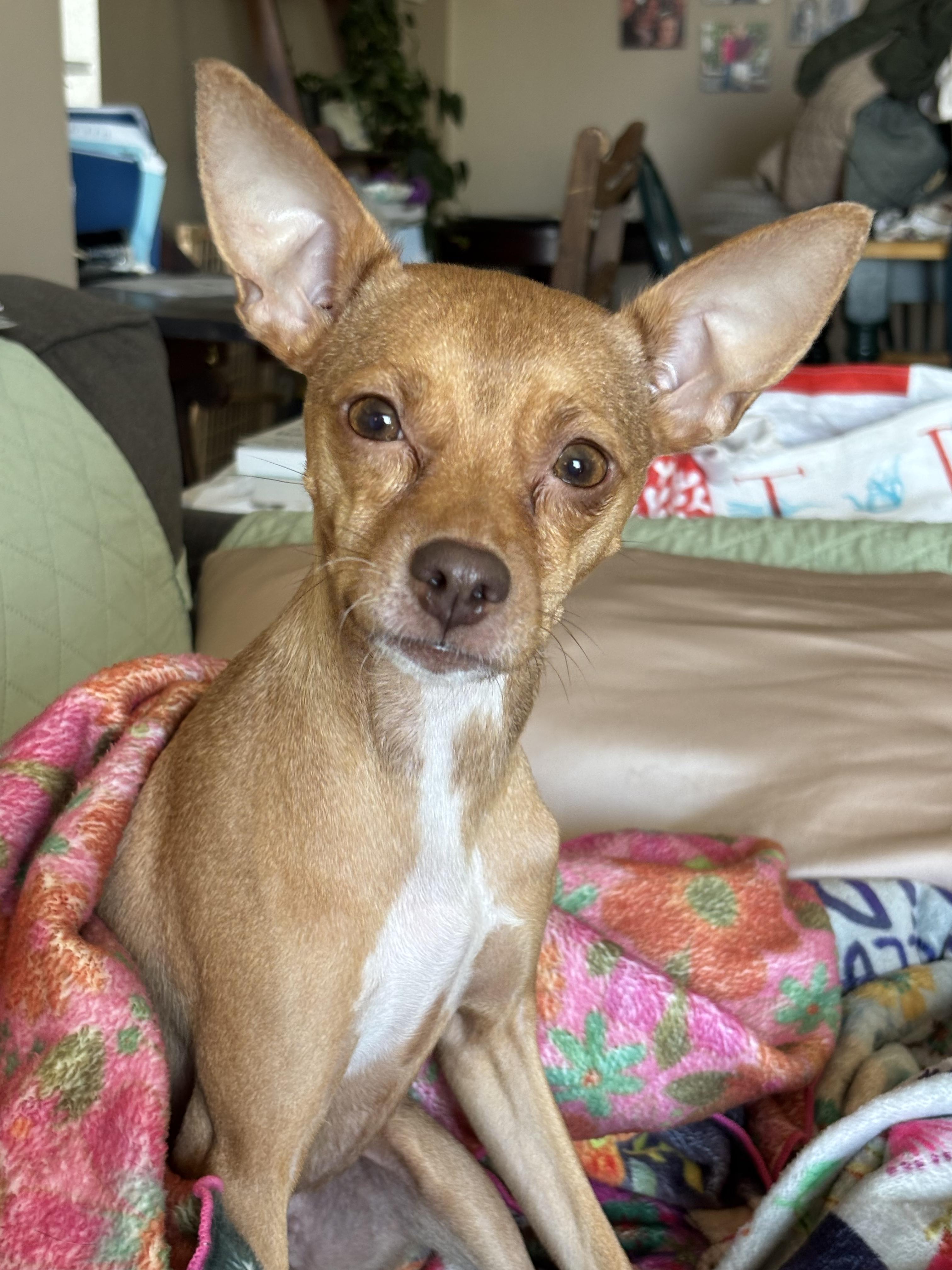 Enlarge Coco, a Adoptable mixed breed in Carr, CO image 3/4