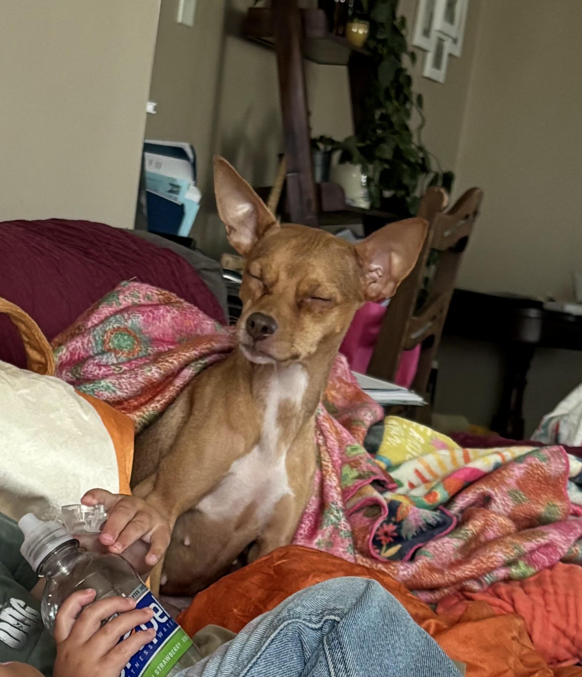 Enlarge Coco, a Adoptable mixed breed in Carr, CO image 4/4