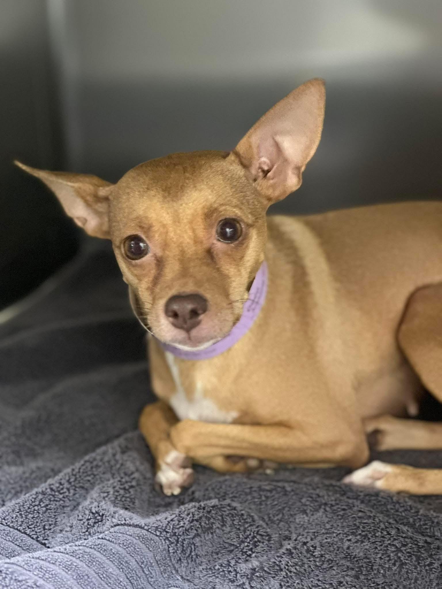 Enlarge Coco, a Adoptable mixed breed in Carr, CO image 2/4