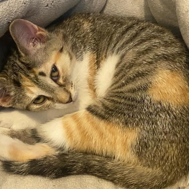 Osprey, Adoptable, Kitten Female Calico & Tabby.