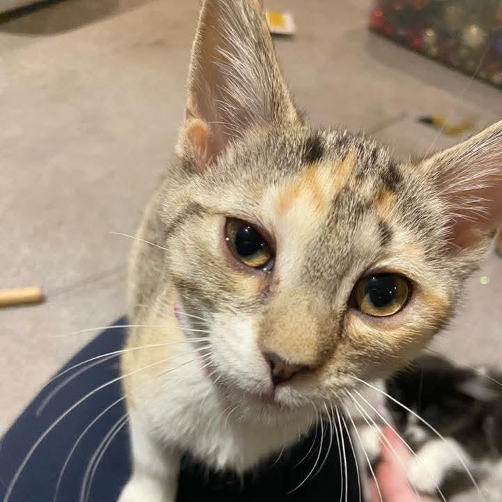 Osprey, a Adoptable mixed breed in Kentwood, MI image 2/4