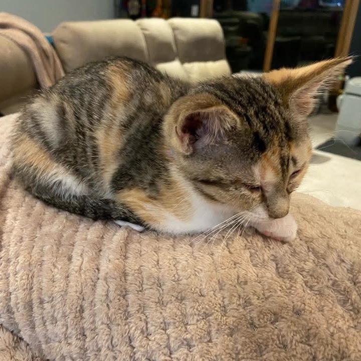 Osprey, a Adoptable mixed breed in Kentwood, MI image 3/4