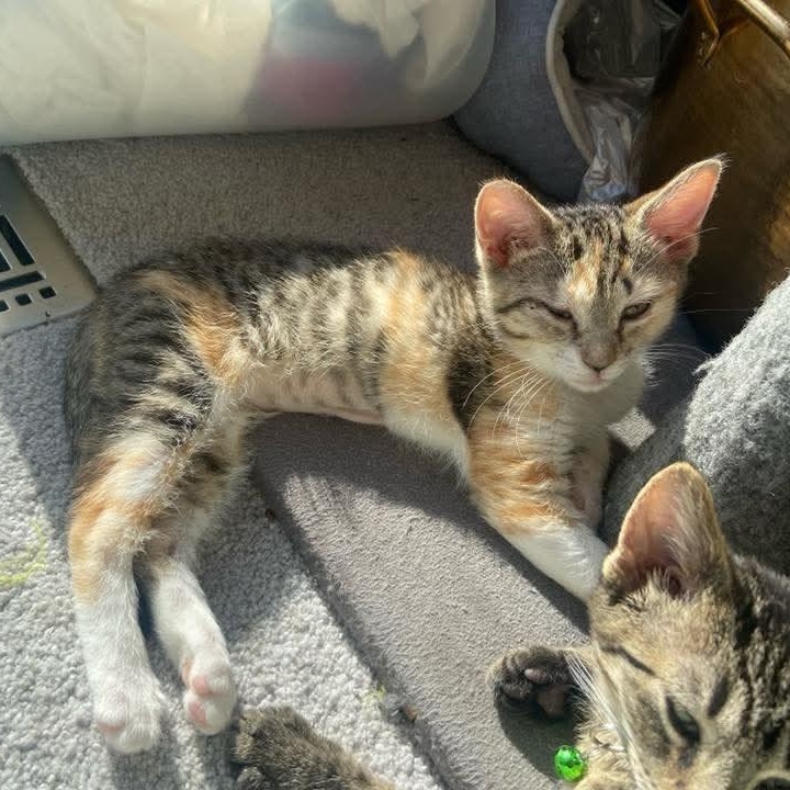 Osprey, a Adoptable mixed breed in Kentwood, MI image 4/4