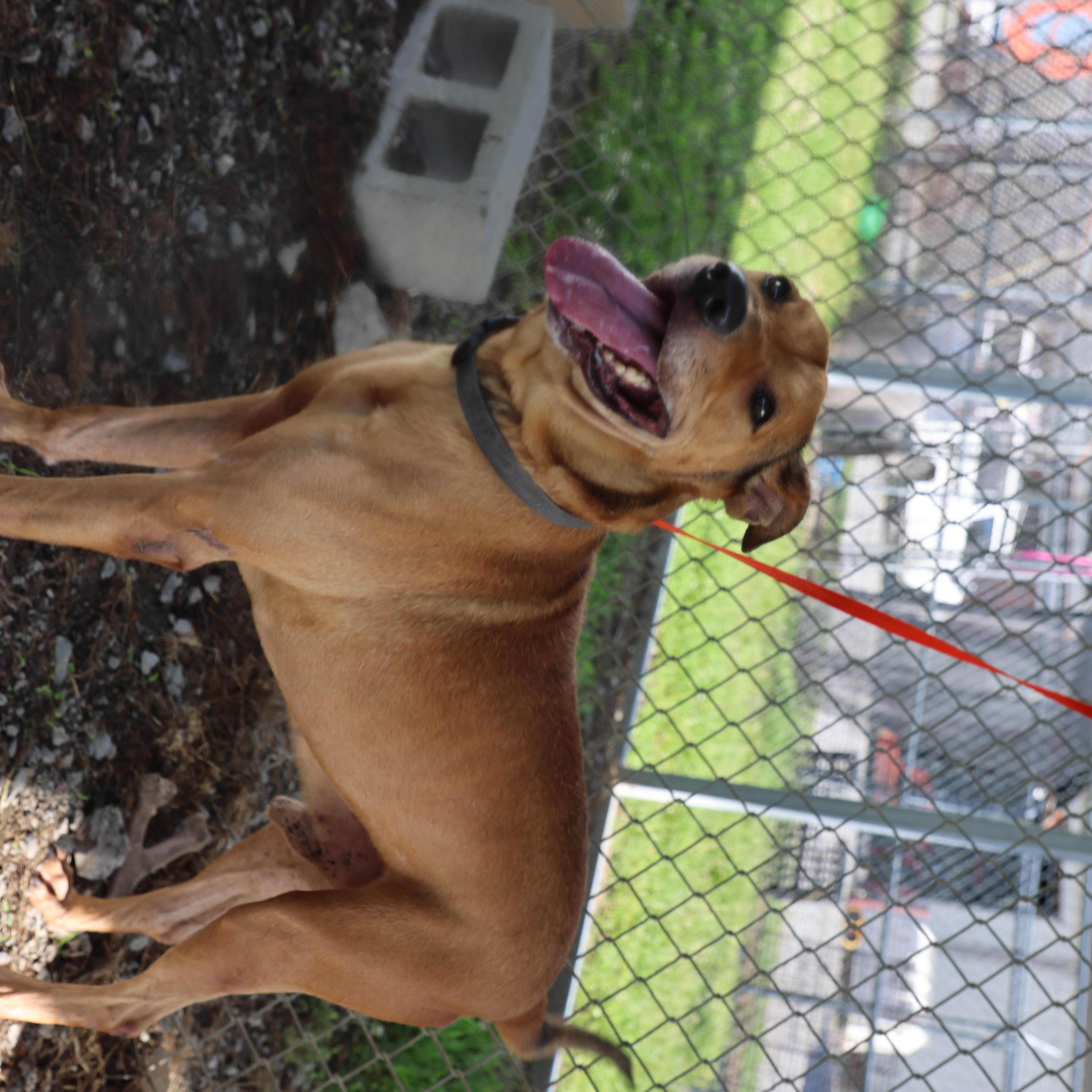 Enlarge Chestnut, a Adoptable mixed breed in Lewisburg, TN image 3/5