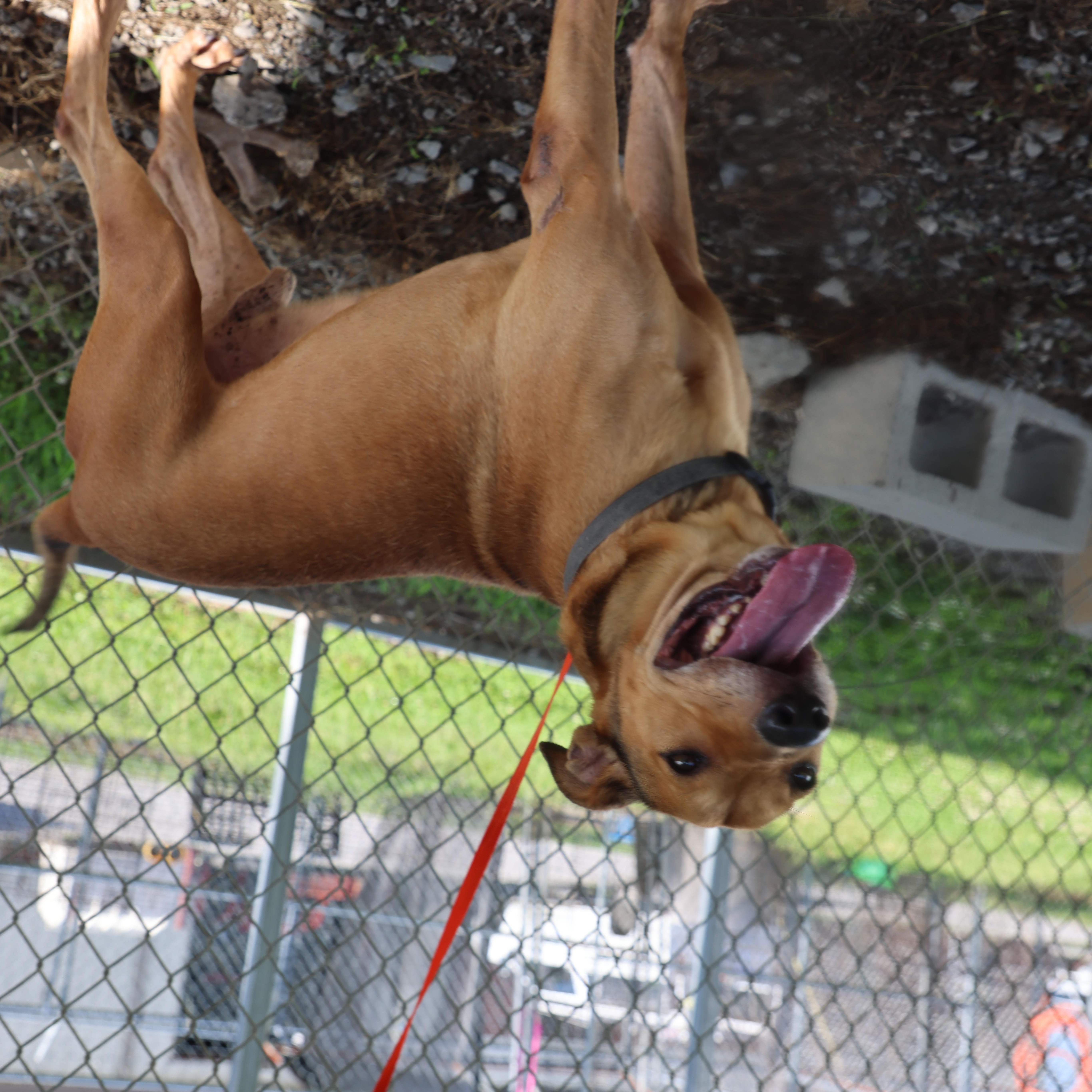Enlarge Chestnut, a Adoptable mixed breed in Lewisburg, TN image 3/5