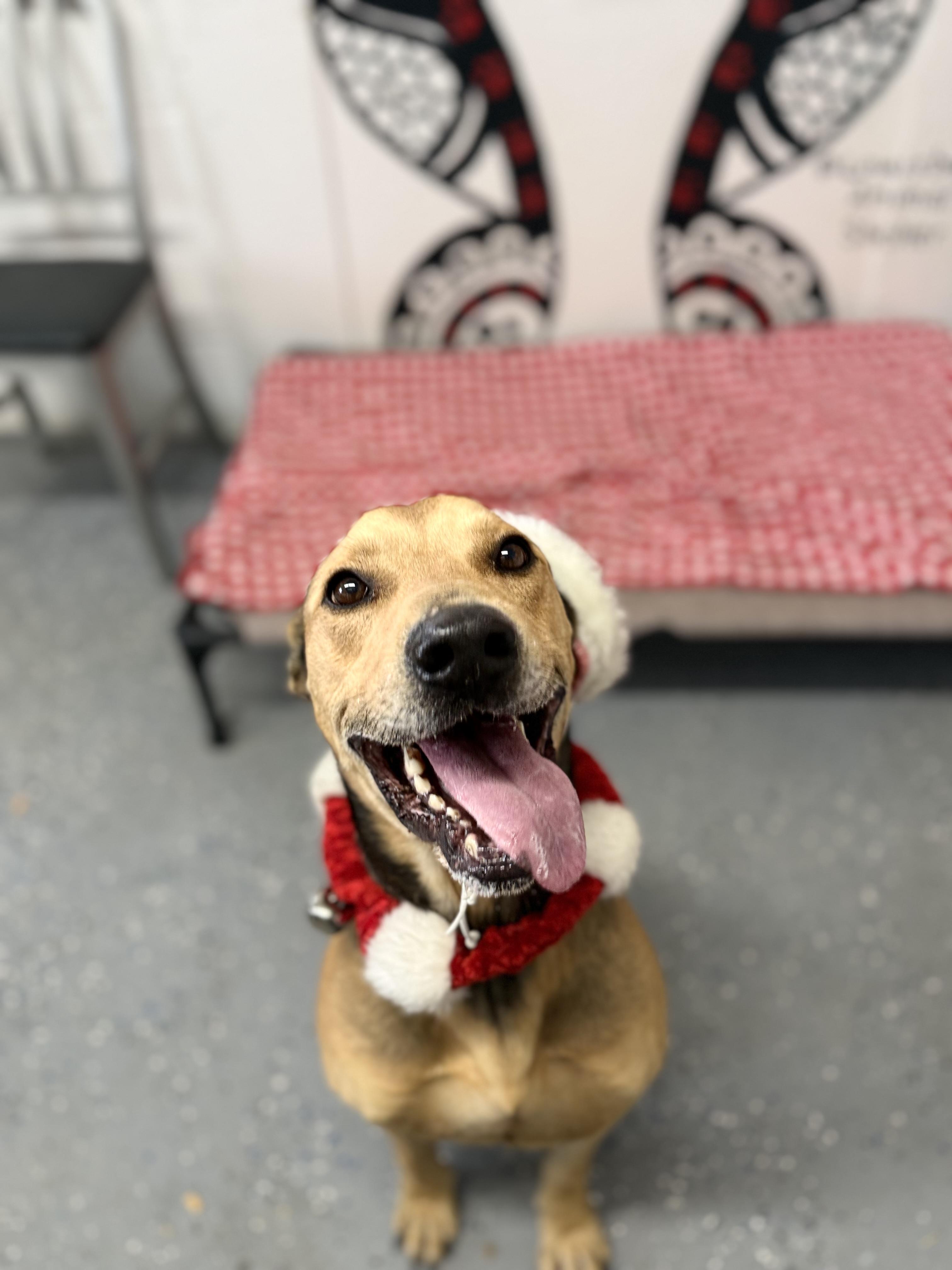 Enlarge Chestnut, a Adoptable mixed breed in Lewisburg, TN image 1/3