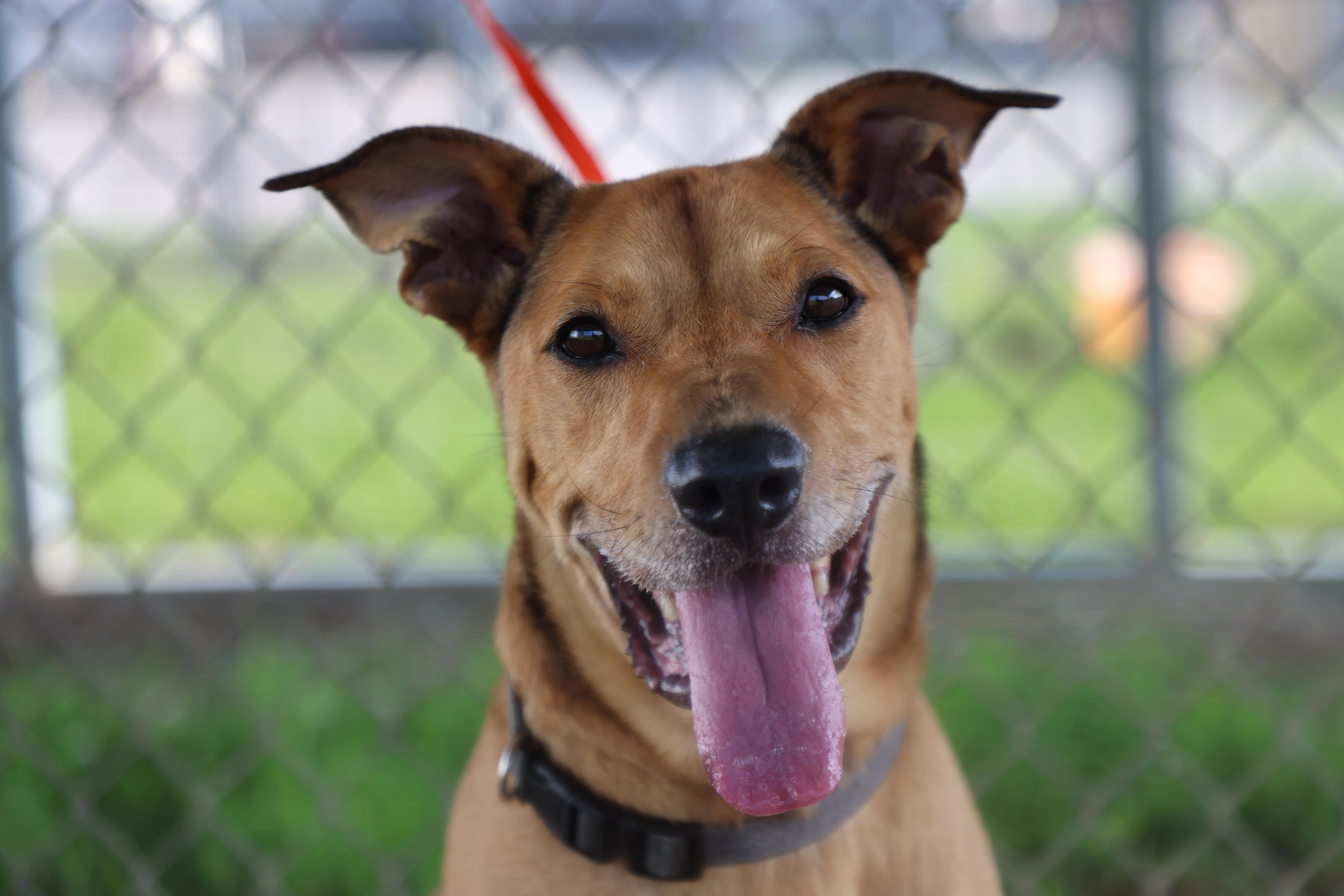 Chestnut, Adoptable, Young Male Labrador Retriever.