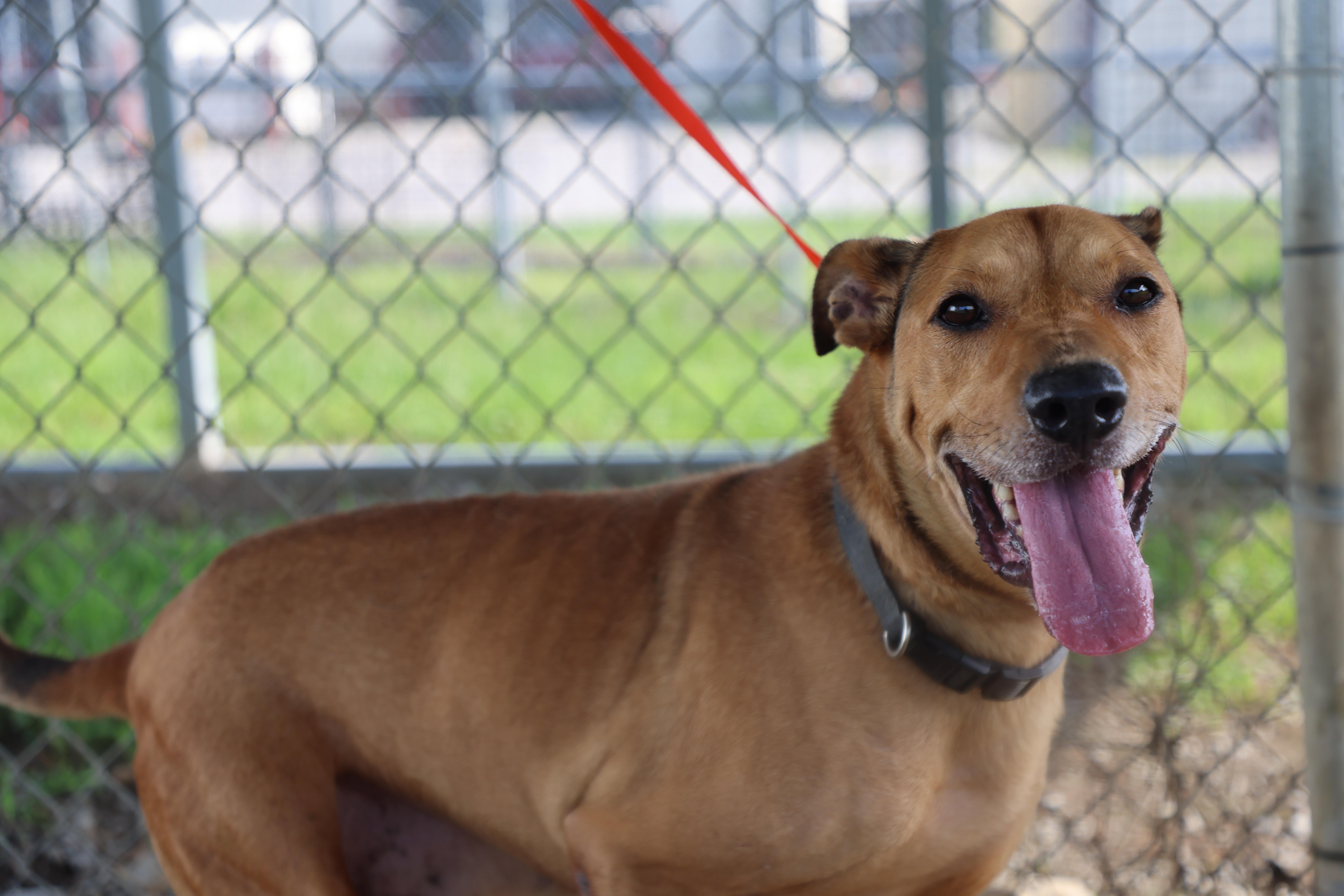 Enlarge Chestnut, a Adoptable mixed breed in Lewisburg, TN image 5/5