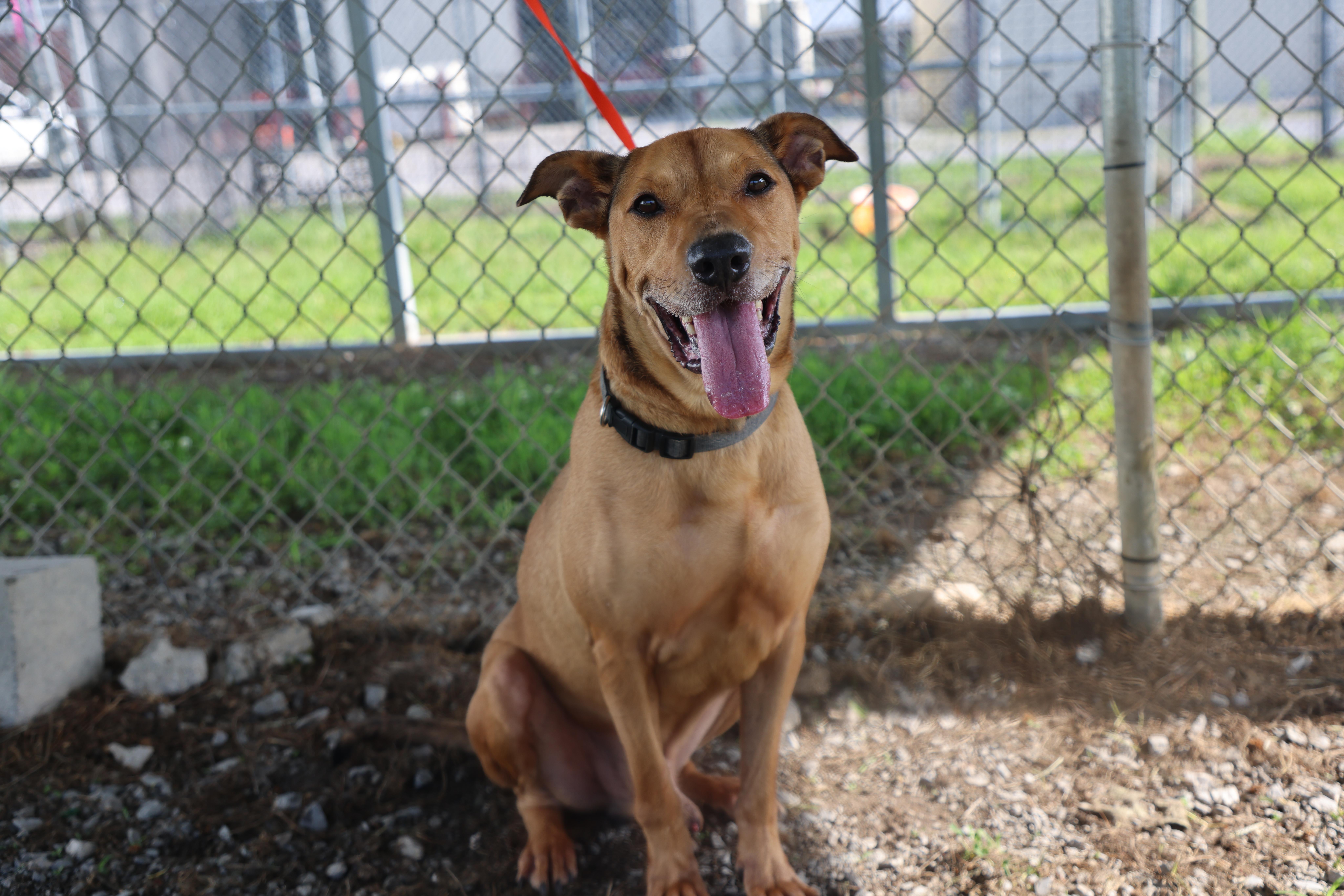 Enlarge Chestnut, a Adoptable mixed breed in Lewisburg, TN image 4/5